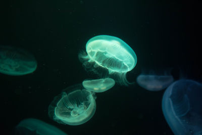 Close-up of jellyfish in water