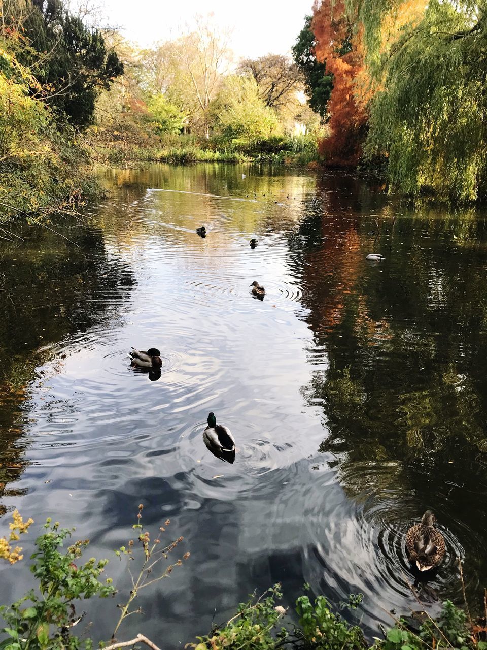 DUCKS IN LAKE