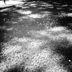 View of trees in water