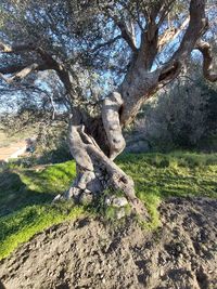 View of tree trunk