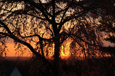 Bare trees against sky at sunset