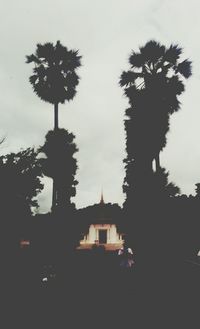 Low angle view of palm trees against sky