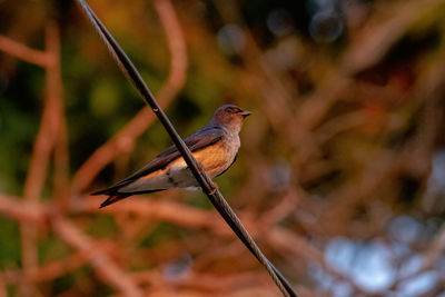 Close-up of bird perching on twig