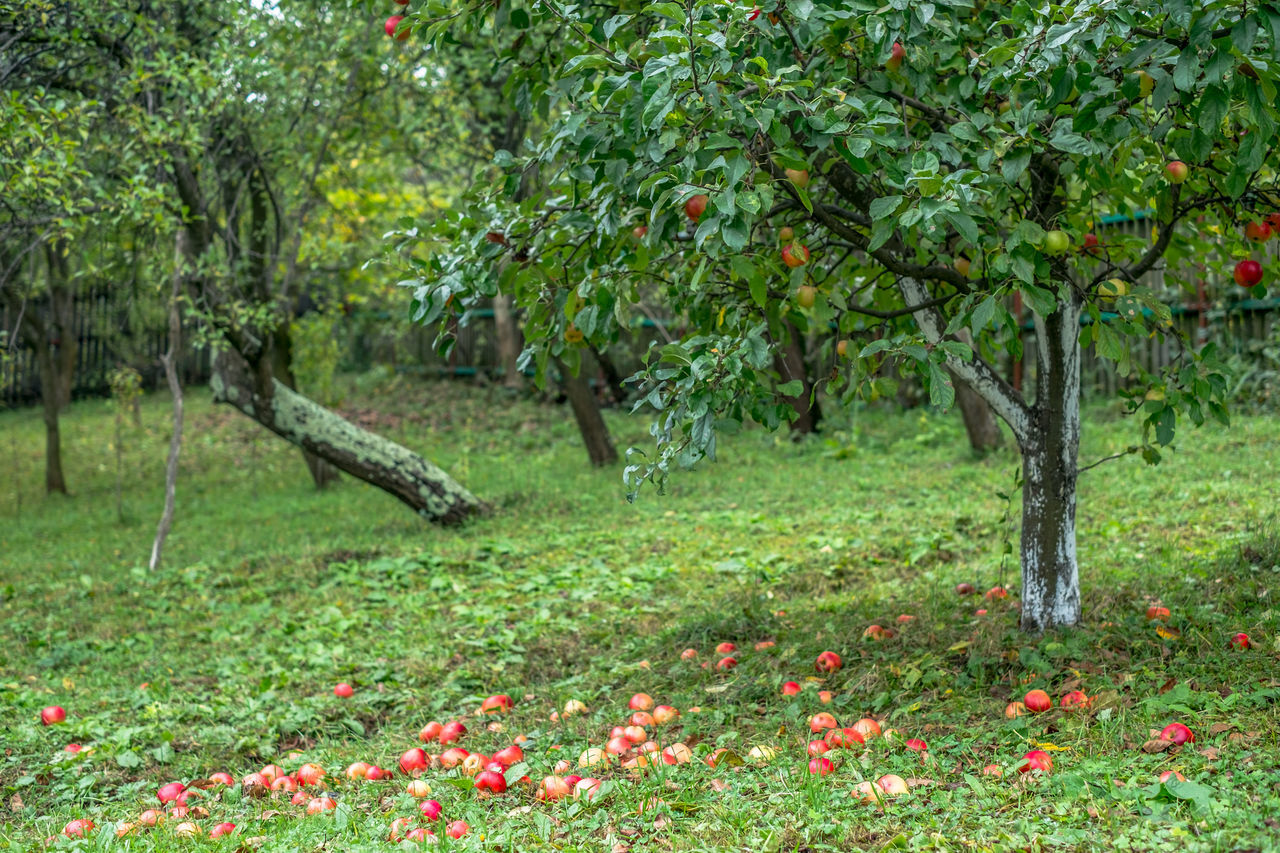 VIEW OF FRUIT ON TREE