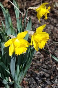 Close-up of yellow crocus blooming on field