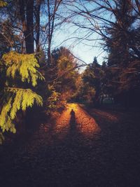 Trees growing in forest during autumn