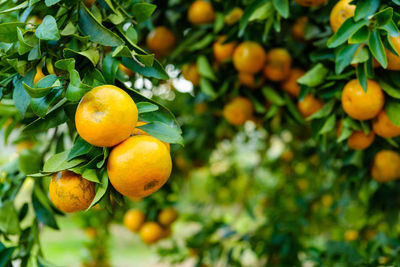 Fruits growing on tree