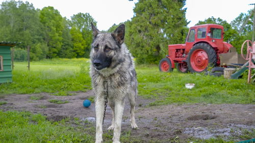 View of dog on field