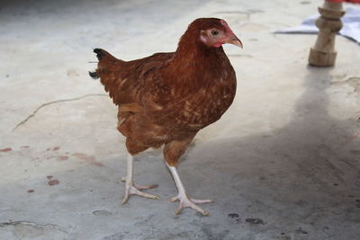 Close-up of a bird