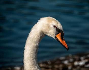 Close-up of swan