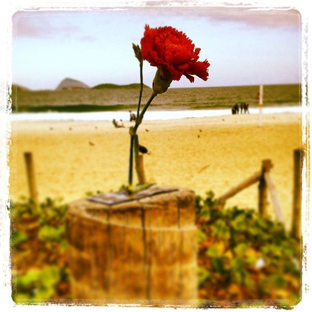 flower, plant, transfer print, beauty in nature, growth, freshness, fragility, nature, focus on foreground, stem, auto post production filter, red, petal, sky, close-up, water, tranquility, beach, flower head, sea