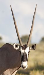 Portrait of oryx against sky