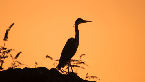 Low angle view of silhouette bird perching on orange sky