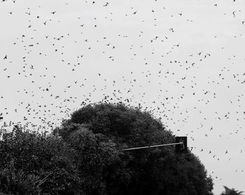 Low angle view of birds flying against the sky