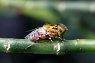 Eristalin is a genus of hoverfly. 