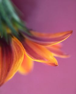 Close-up of orange flower against pink background