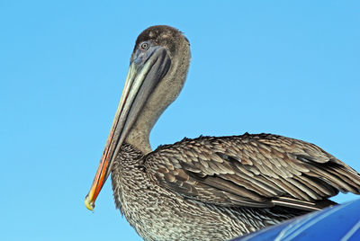 Low angle view of bird perching against clear blue sky