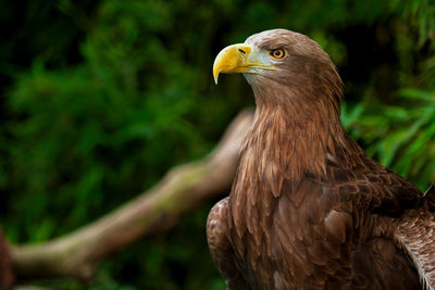 Close-up of eagle perching outdoors