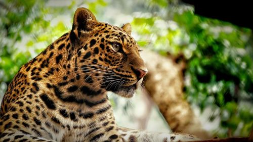 Close-up of leopard looking away