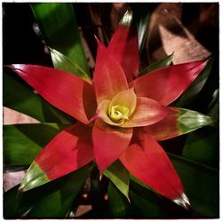 Close-up of red flower