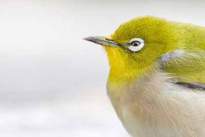 Close-up of yellow bird