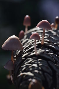 Close-up of mushrooms