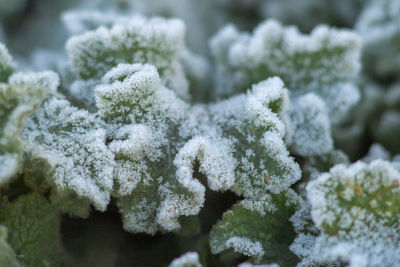 frost