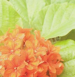 Close-up of flowers blooming outdoors