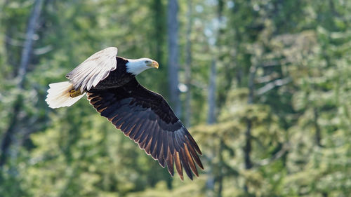 Bird flying in a forest