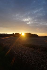 Sunset over field