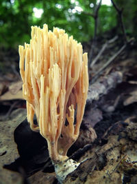 Close-up of fungus growing in forest