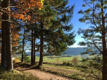 Trees on landscape