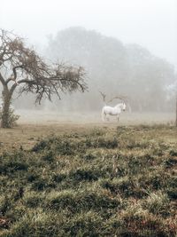 View of a horse on field