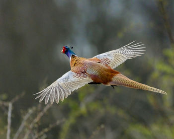 Close-up of a bird flying