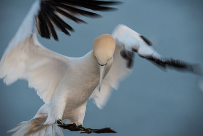 Low angle view of seagull flying