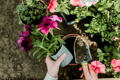 Cropped hand of woman holding flowers