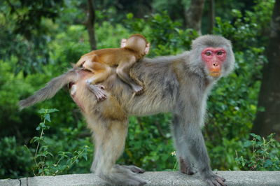 Two monkey against blurred background