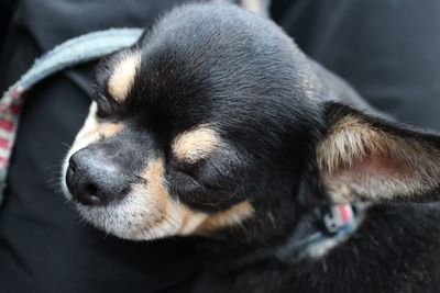 Close-up of dog sleeping