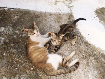 High angle view of cat lying down