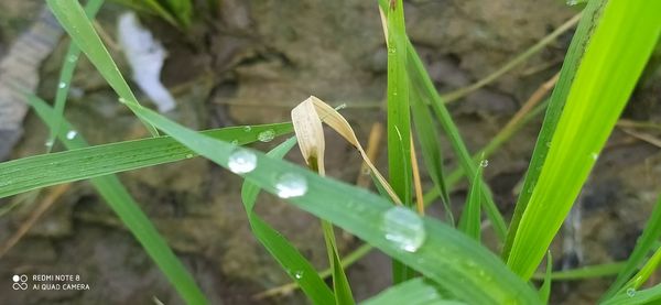 Close-up of wet grass on field