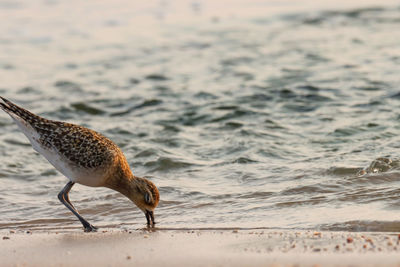 Close-up of bird on beach. pacific golden plover on the beach. pluvialis fulva. brown bird. wader.