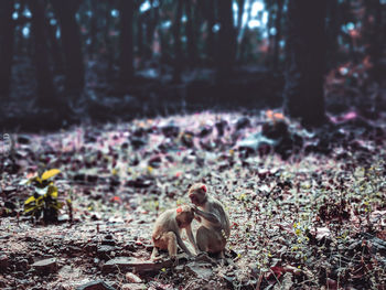 View of an animal sitting on land