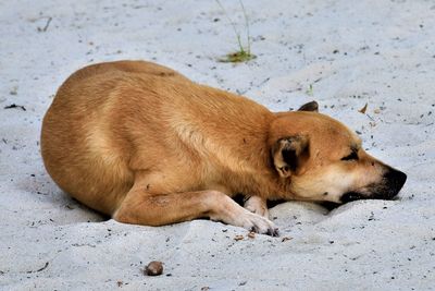 View of a dog sleeping on sand