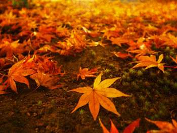 Close-up of maple leaves on field during autumn