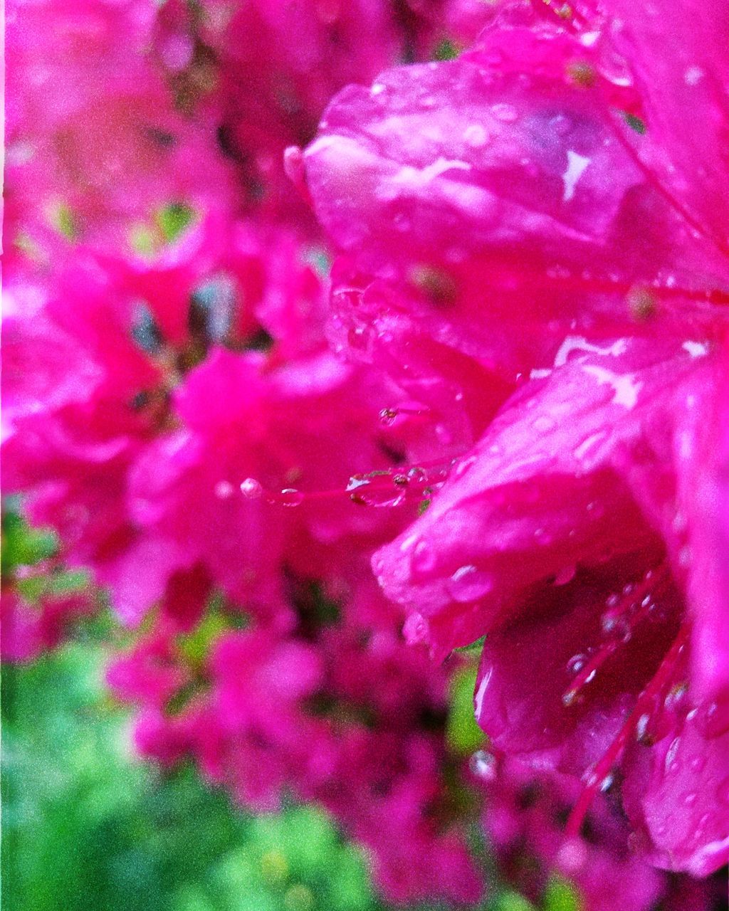 flower, flowering plant, freshness, growth, plant, pink color, petal, fragility, beauty in nature, vulnerability, close-up, inflorescence, no people, flower head, nature, full frame, backgrounds, day, selective focus, outdoors, springtime, pollen, raindrop, dew, purple