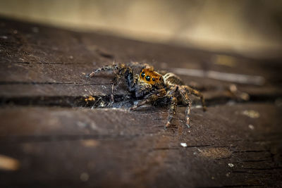 Close-up of spider on wood