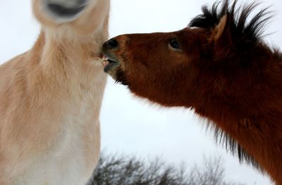 Low angle view of an animal