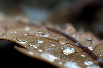 Close-up of water drop on leaf