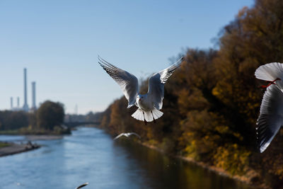 Seagulls flying in the sky