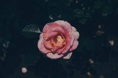 Close-up of pink rose